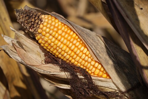 corn 8299009 1920