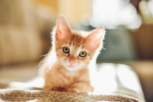 My cat at home.