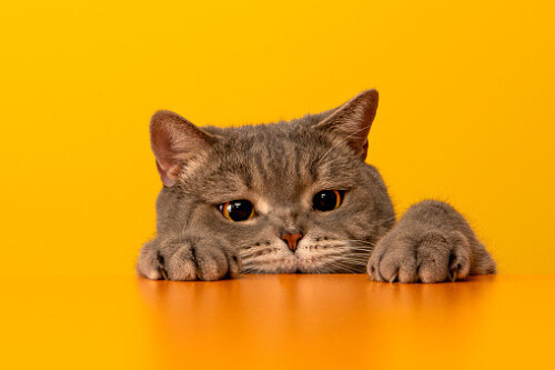 Grey British sort hair cat.