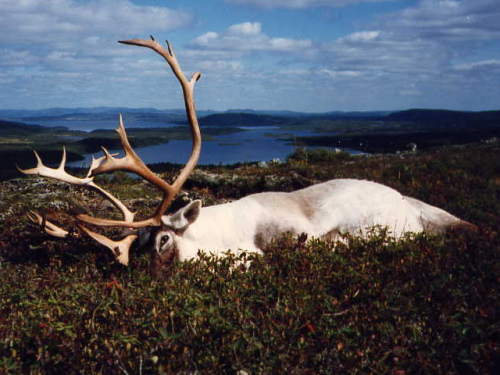 A18