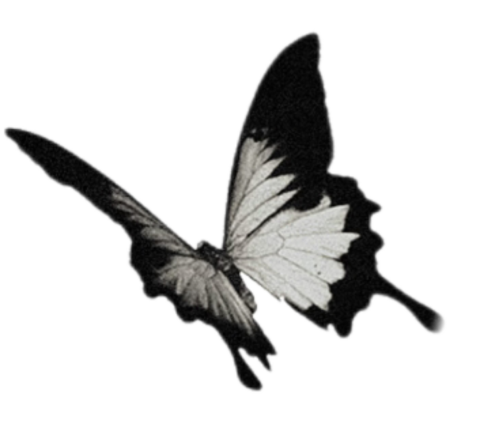 IMG 20251019 031917