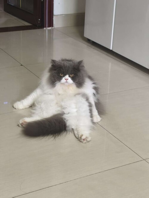 gaogao1