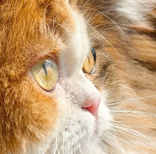 avatar user cat