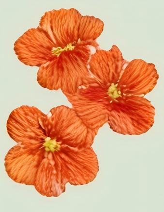 e6d2b7c21a3bebbf6744c2b995a25f6e.png