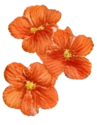 e05647001f1f7eb1d01cacb7c2babc72.png